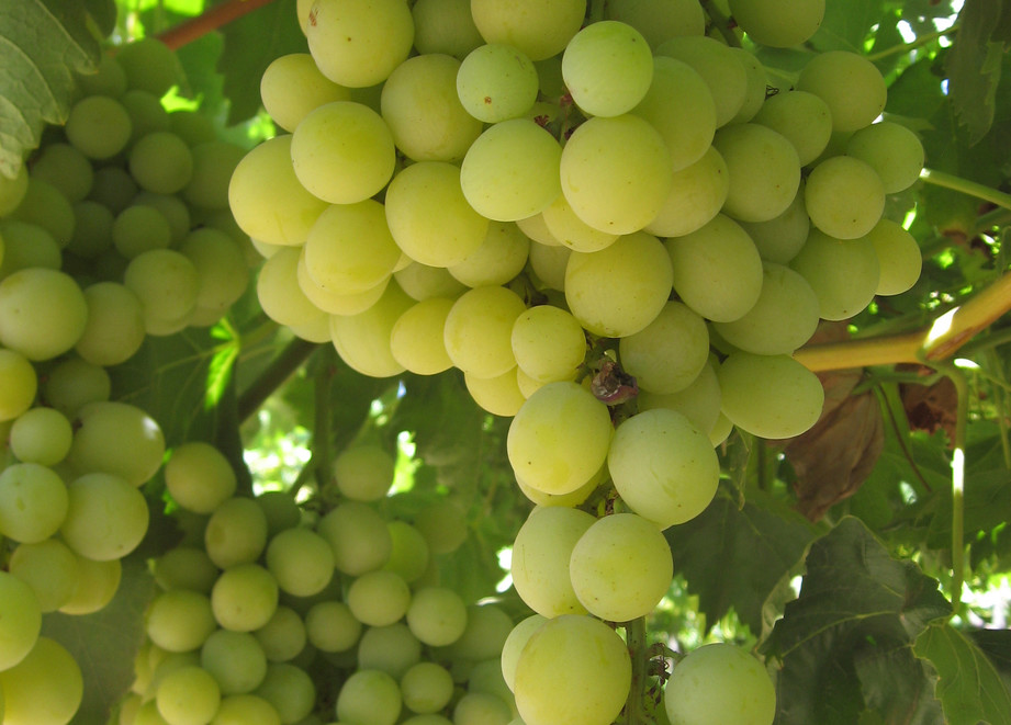 close up of green grapes